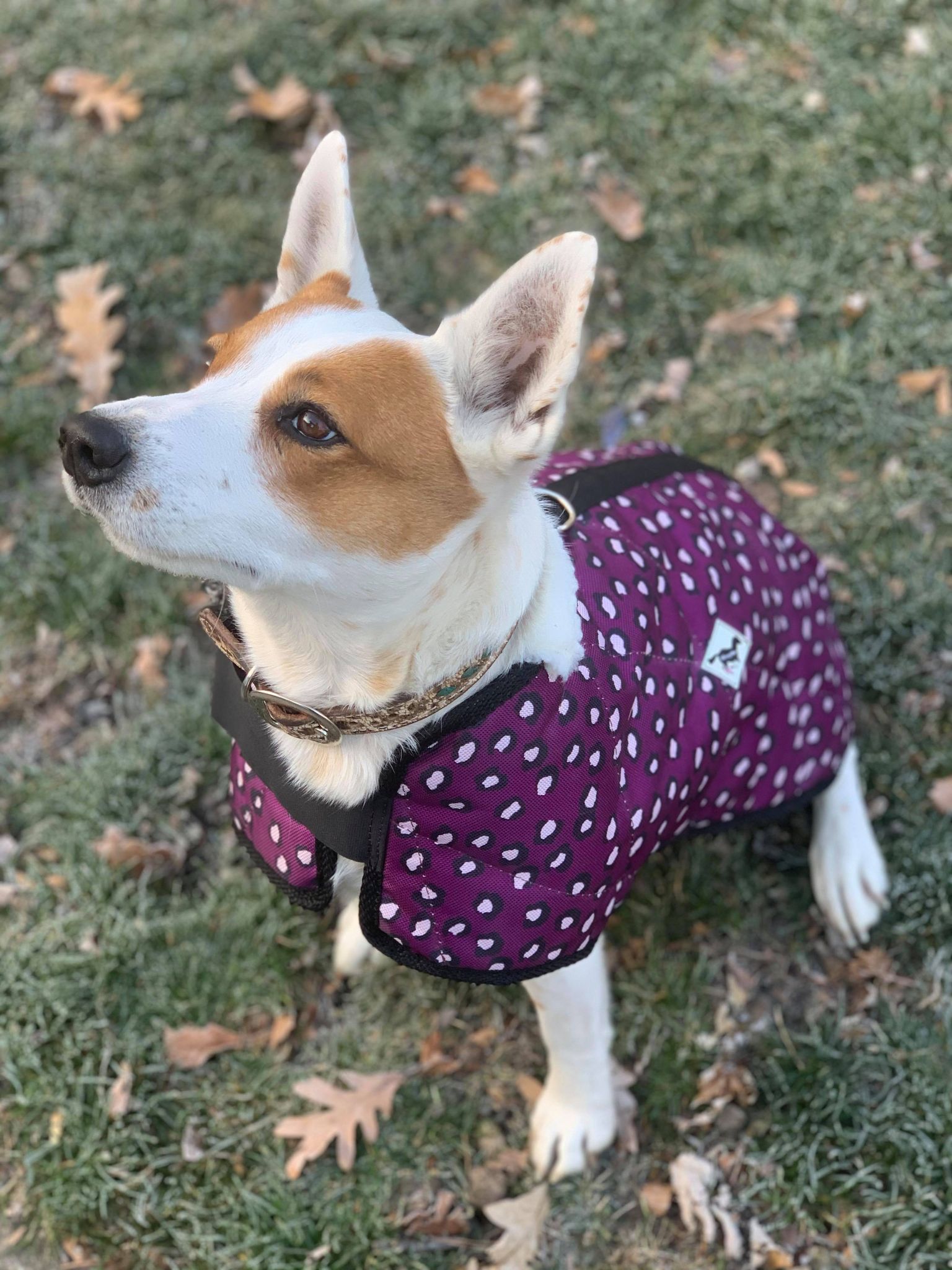 WhinneyDog - Collars, Tags & Jackets