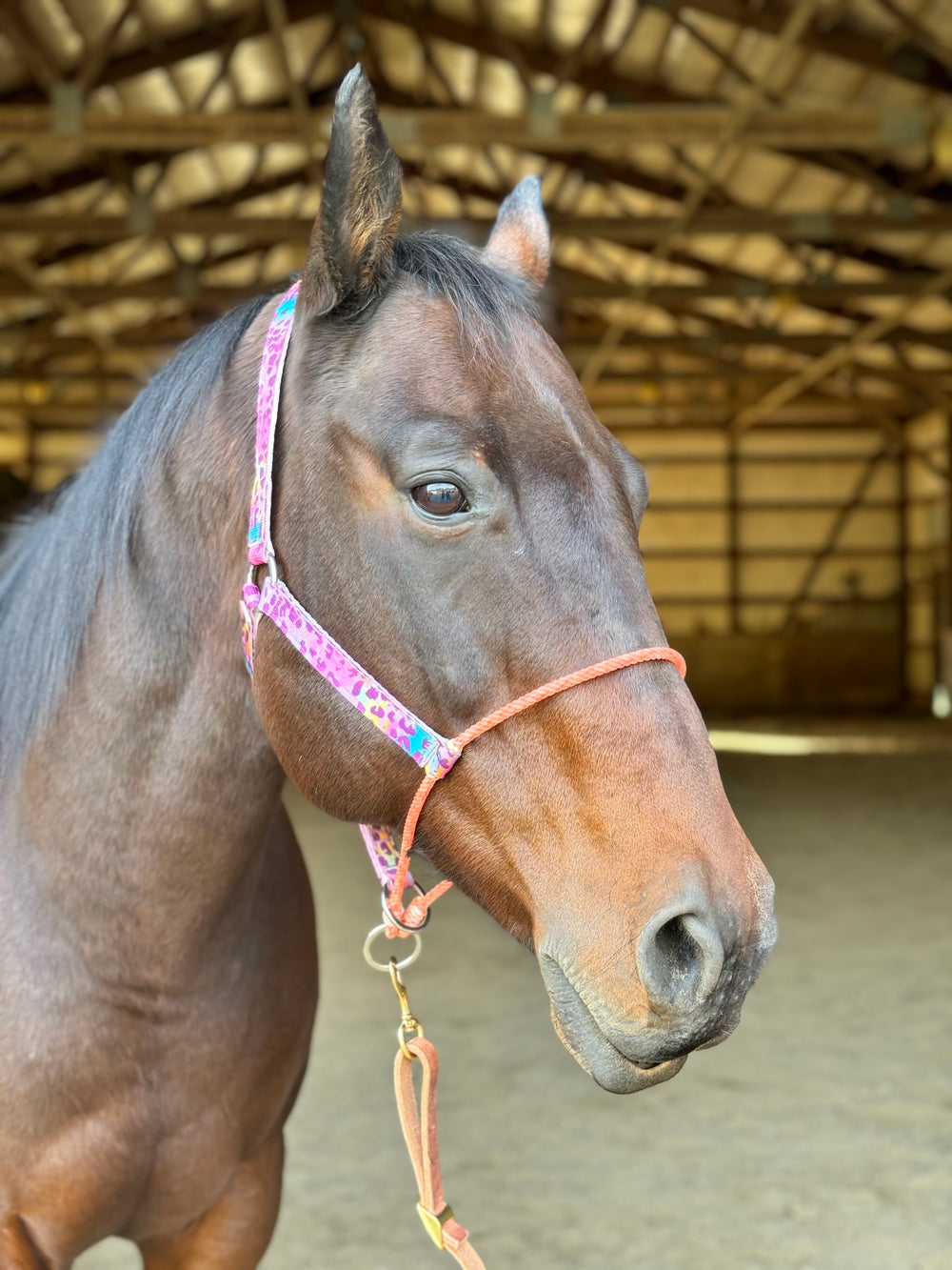 Made to Order Nylon & Lariat Nose Halter – Custom Hybrid Halter