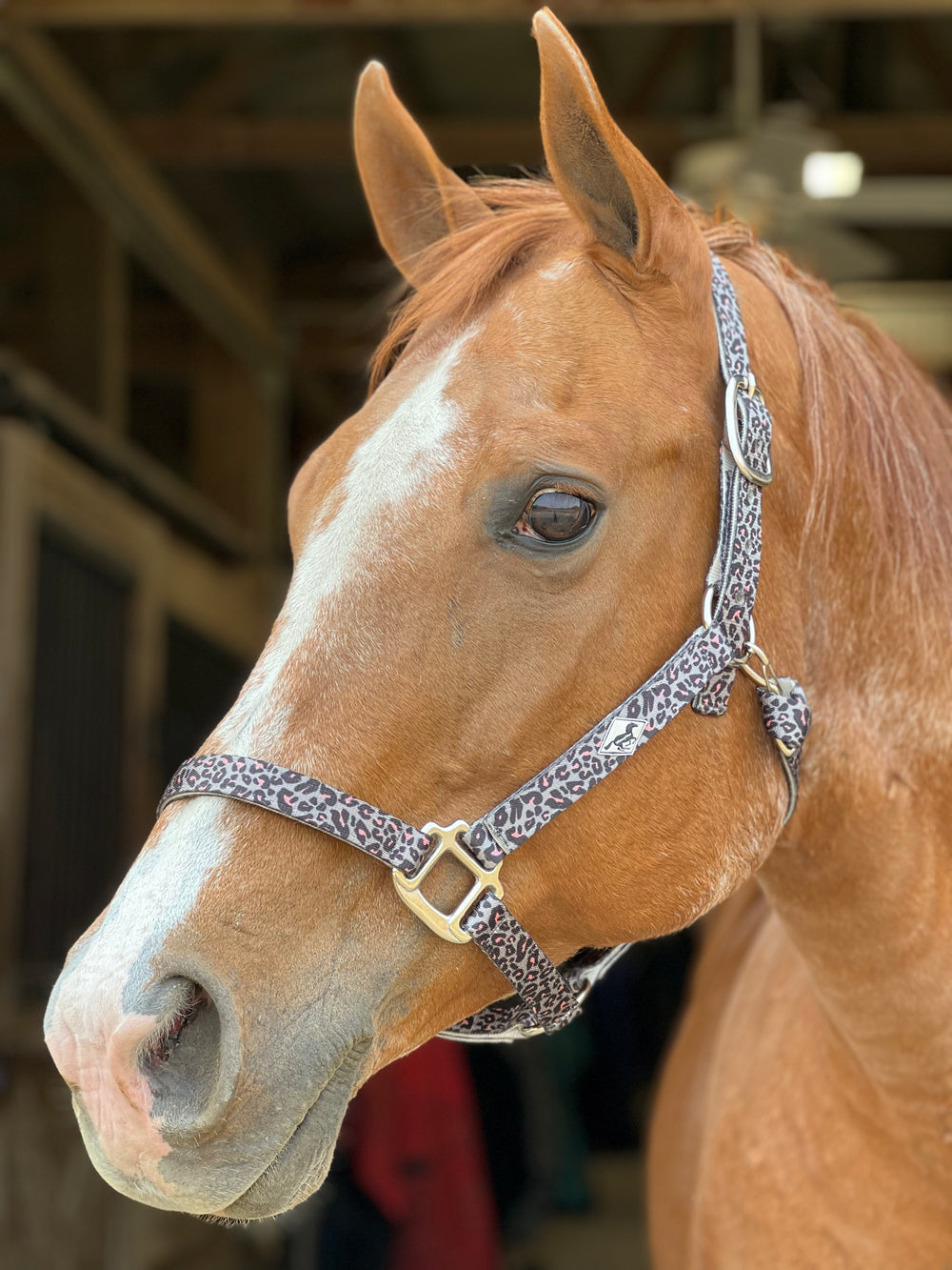 Made to Order Nylon Halter – 3‑Ply Custom Nylon Halter with Throat Clip